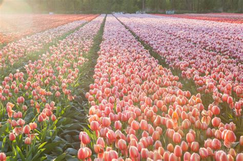 weetjes over tulpen